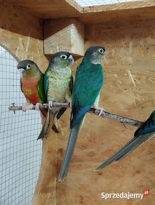 Papugi rudosterki Ptaki śląskie