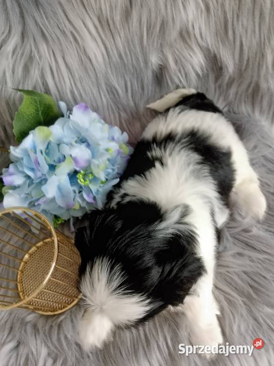 Biało czarny piesek rasy ShihTzu Namysłów
