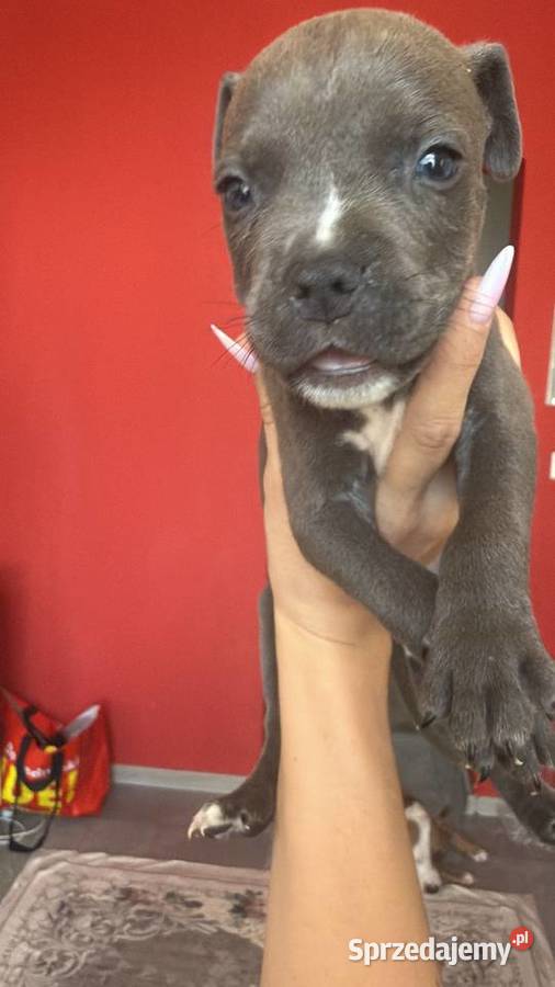 Piękne amstaffy blue
