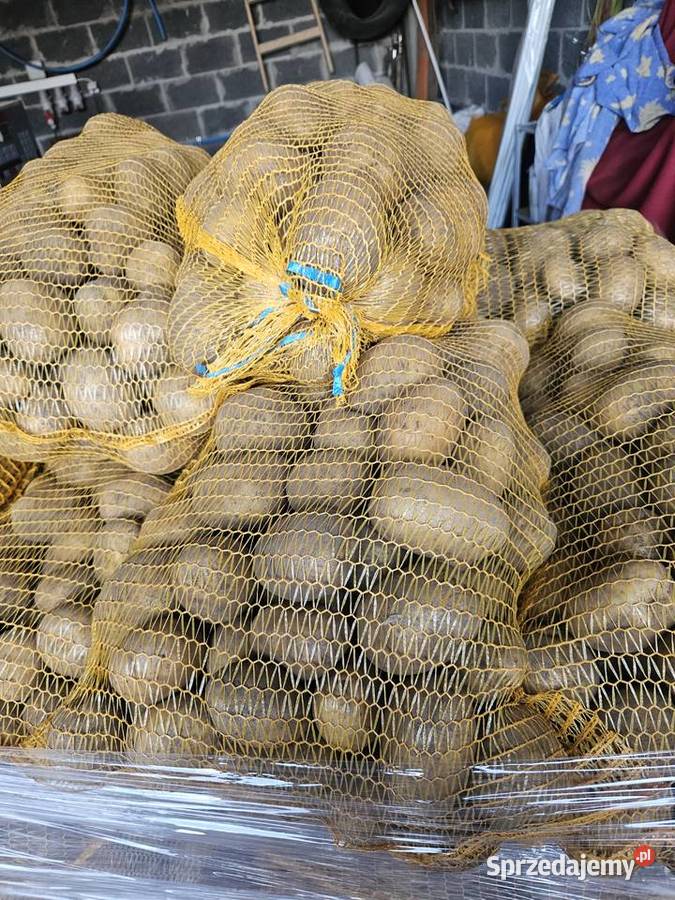 Ziemniaki jadalne Ignacy Soraya na paletach świętokrzyskie Kolosy