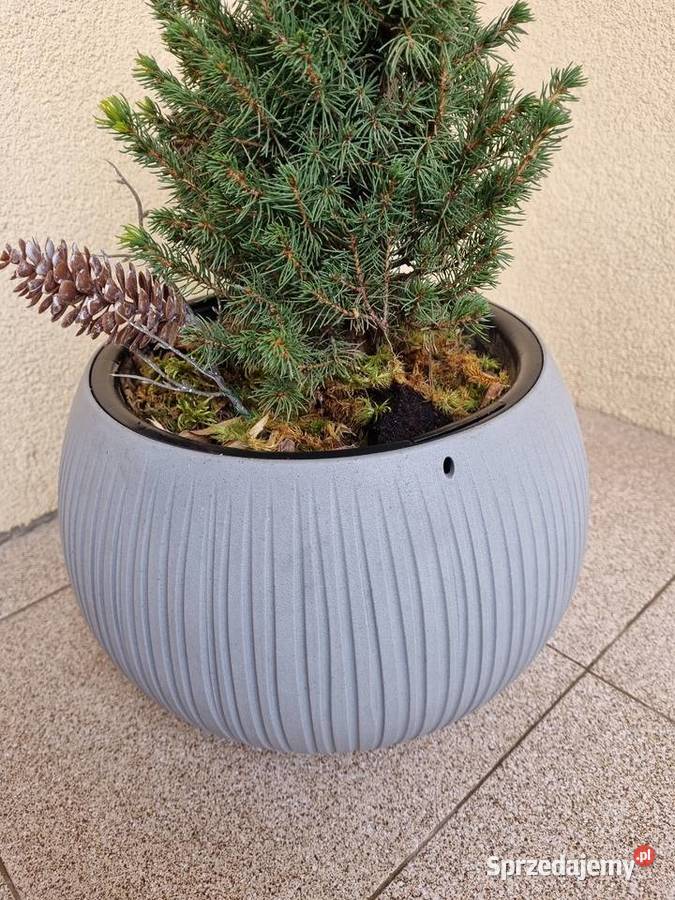 Prosperplast Doniczka Beton Bowl szara 24 świerk
