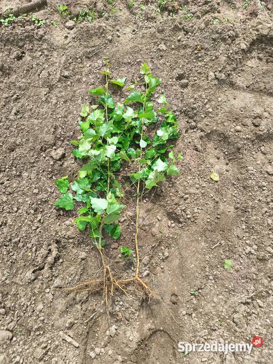 Sadzonki Brzoza brodawkowata 50 100 Sławno