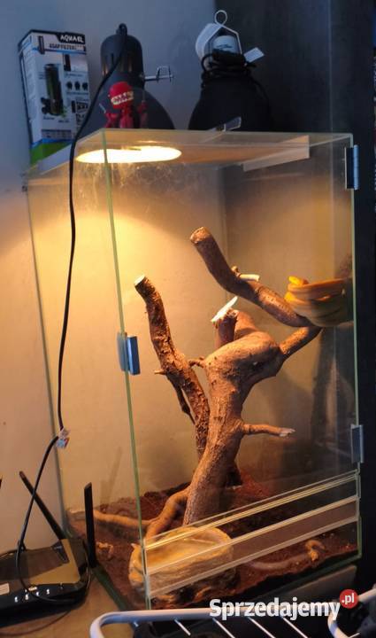 Boa Leśny samica śląskie Myszków