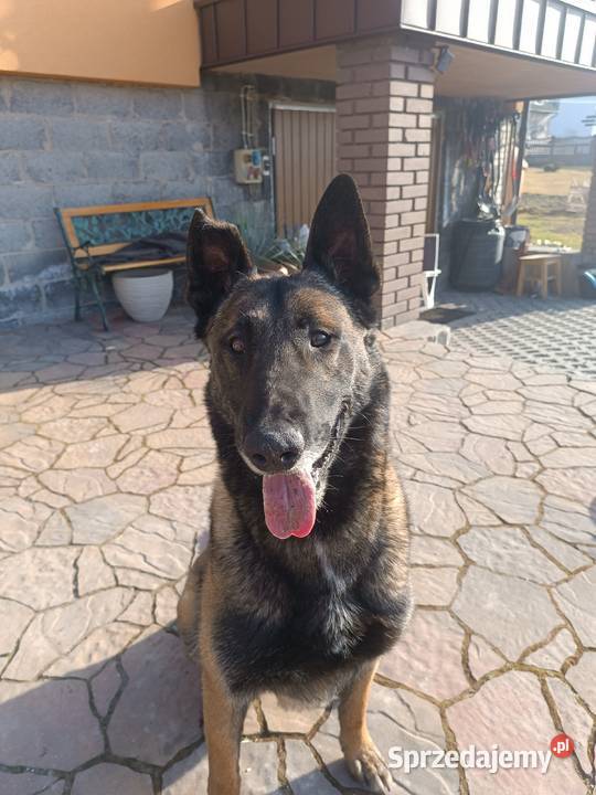REPRODUKTOR Owczarek Belgijski Malinois Goleniowy usługi dla zwierząt