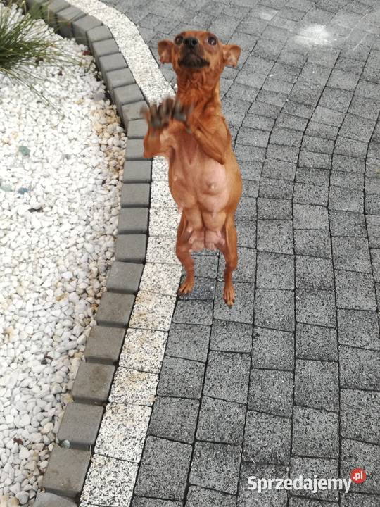 Pinczer miniatura pieski i suczki łódzkie Radomsko