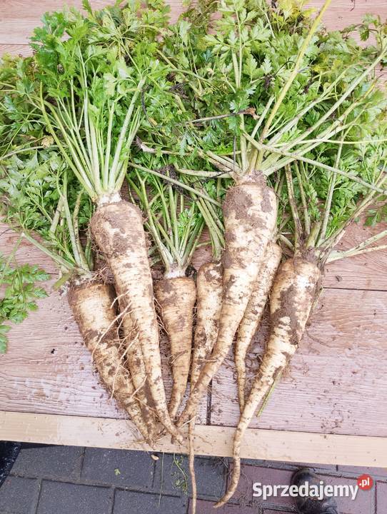 Sprzedam pietruszkę łódzkie Kolonia Lipnik sprzedam