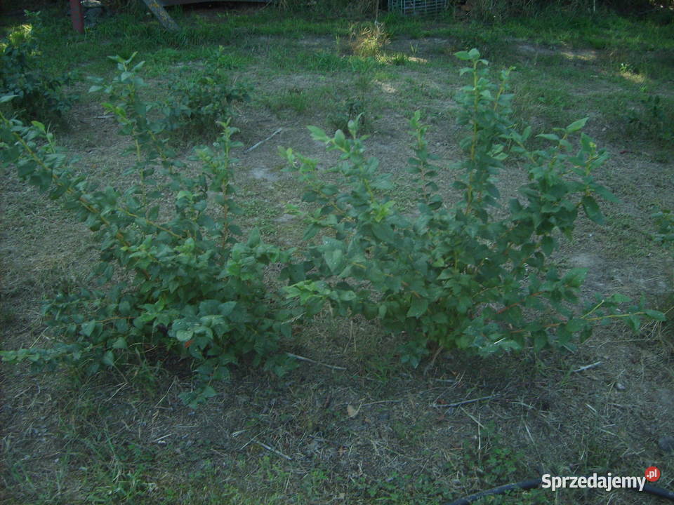sprzedam 8 letnie krzewy borowki amerykanskiej Radomsko