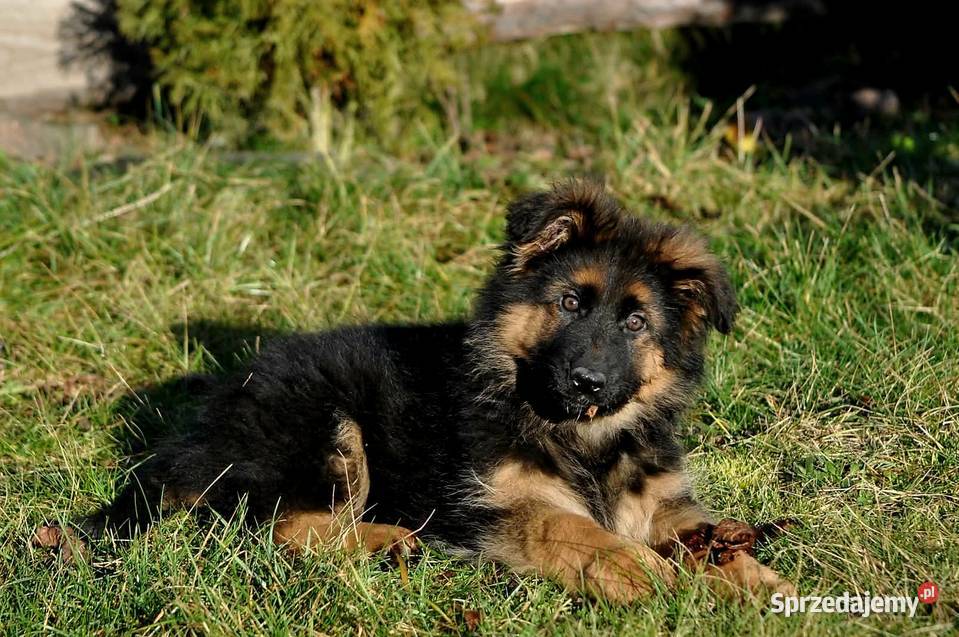 Owczarek Niemiecki Długowłosy szczenięta FCI Poniec