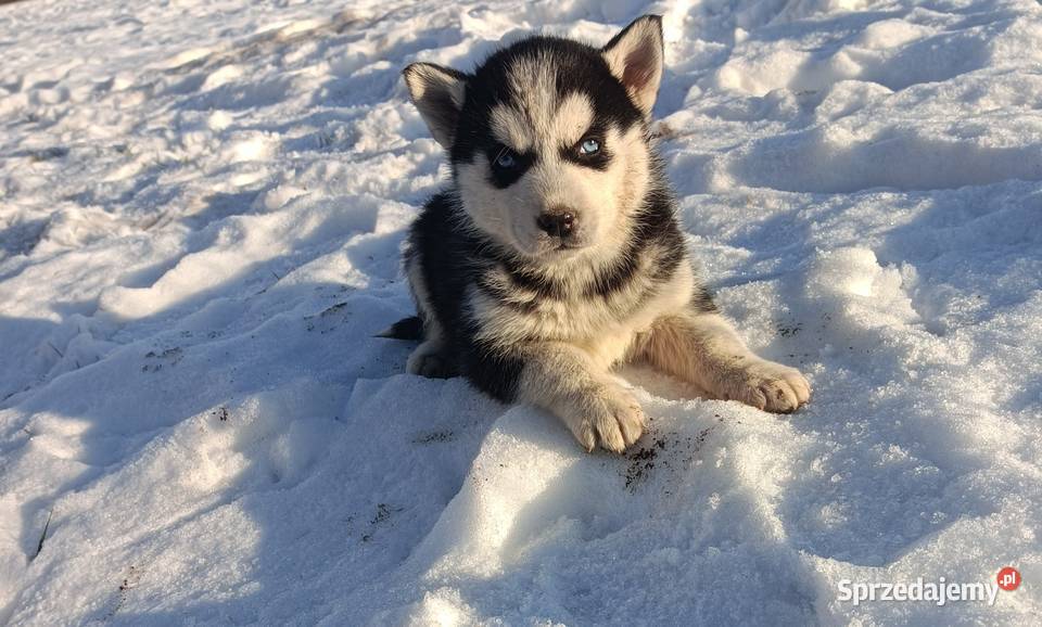 Szczeniaczki Siberian husky z elitarnym Husky Krośniewice