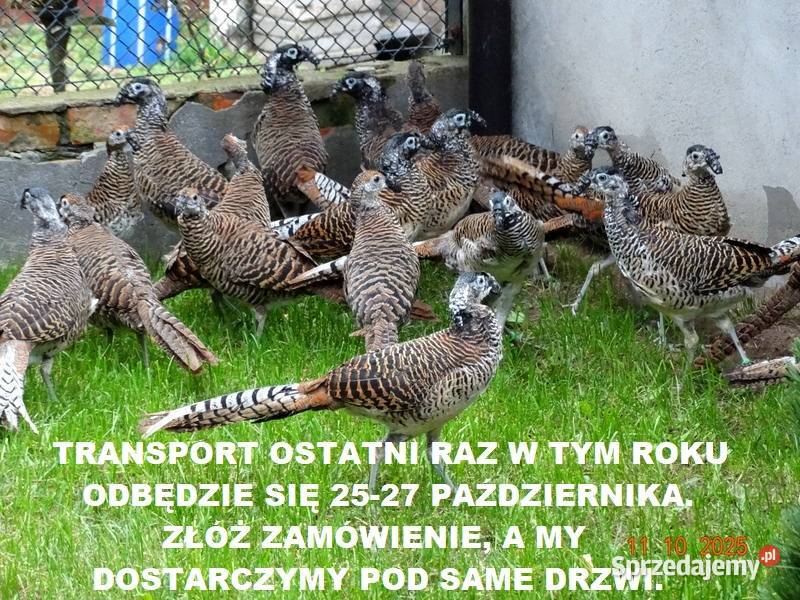 Sprzedam Bażanty Diamentowe Bażant z 2025 Samce Ptaki Gostyń
