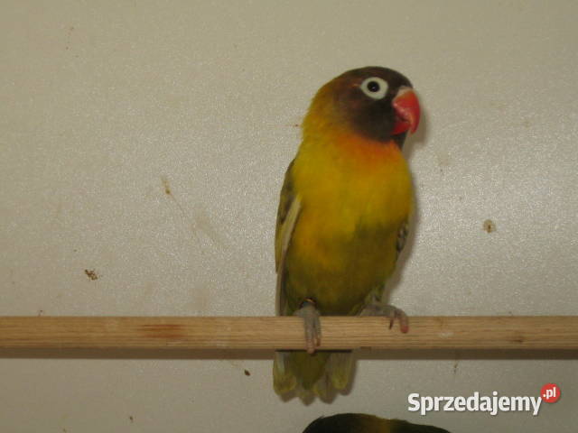 nierozłączki małopolskie Kraków