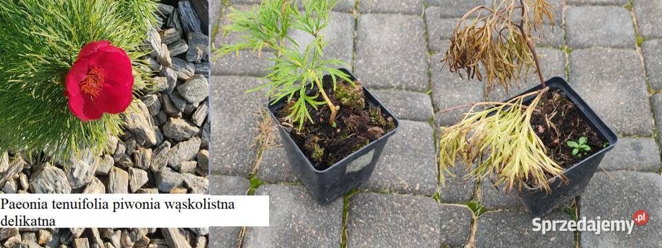 Paeonia tenuifolia piwonia wąskolistna delikatna opolskie Opole