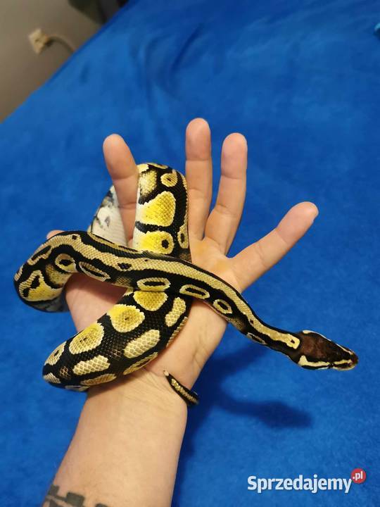Pyton Królewski pastel samiec Gady i płazy Słomniki
