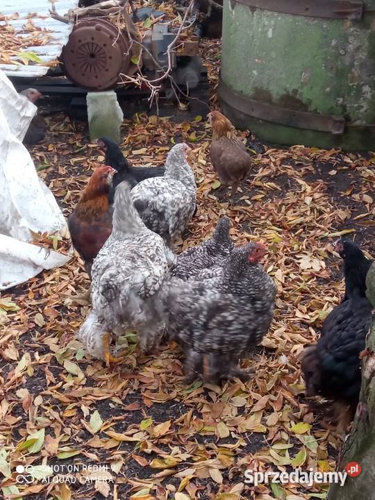 Kurczaki kochiny olbrzymie i dorosłe kurki Drób i ptactwo Zamość