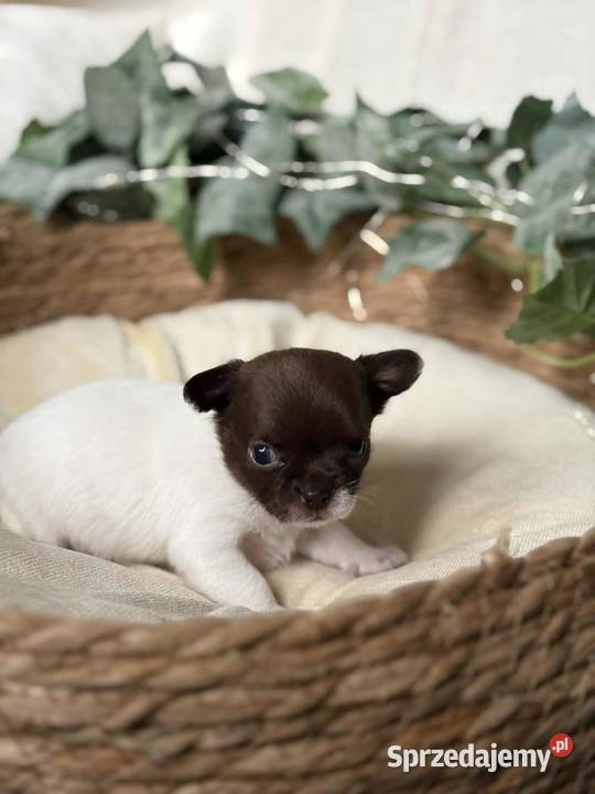 Suczka Chihuahua BiałoCzekoladowa Częstochowa