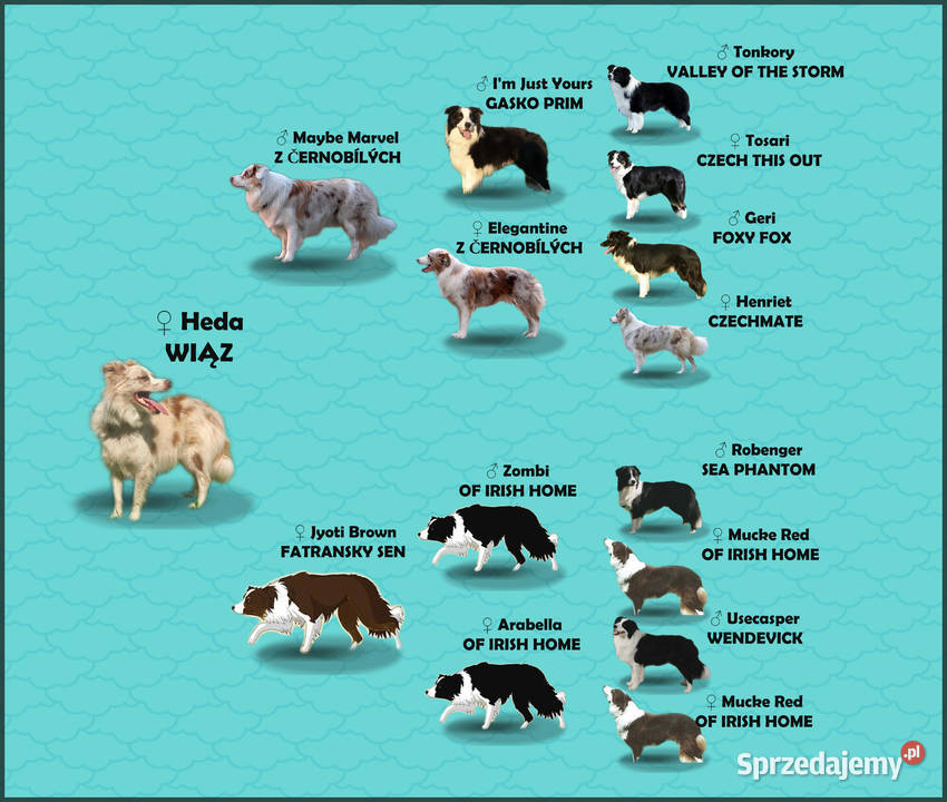 Szczeniak Suczka BORDER COLLIE z Hodowli Rasowa Kraków