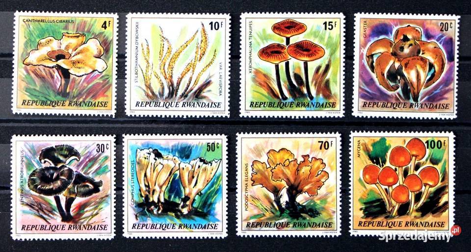 Rwanda grzyby wielkopolskie