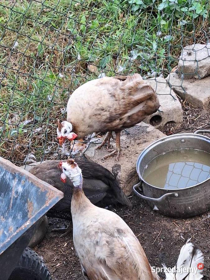 Perliczki Ostrowiec Świętokrzyski