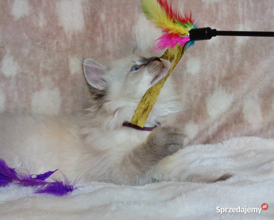 Koty Syberyjskie Neva Masquerade TANGO Kwilcz