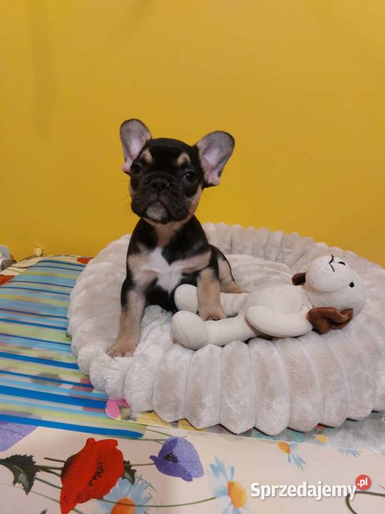 SuczkiPiesek buldog francuski Warszawy Płońsk