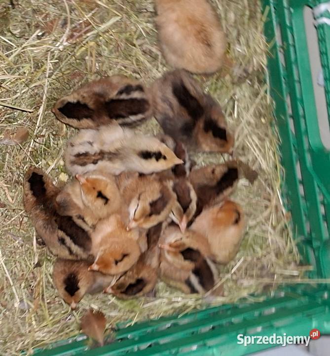 Do sprzedania kwoka z 14 toma młodymi kurczakami warmińsko-mazurskie