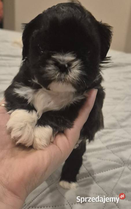 Piesek Shih tzu Dymnik