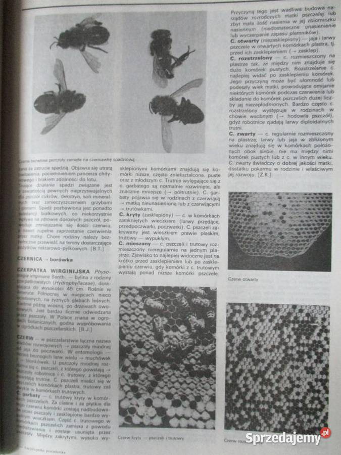 Encyklopedia pszczelarska pszczelarstwo pszczoły Łódź