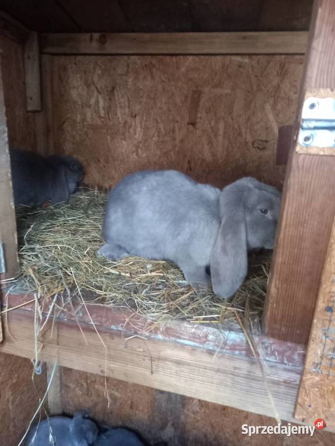 Królik baran francuski niebieski i lawendowy Szczucin
