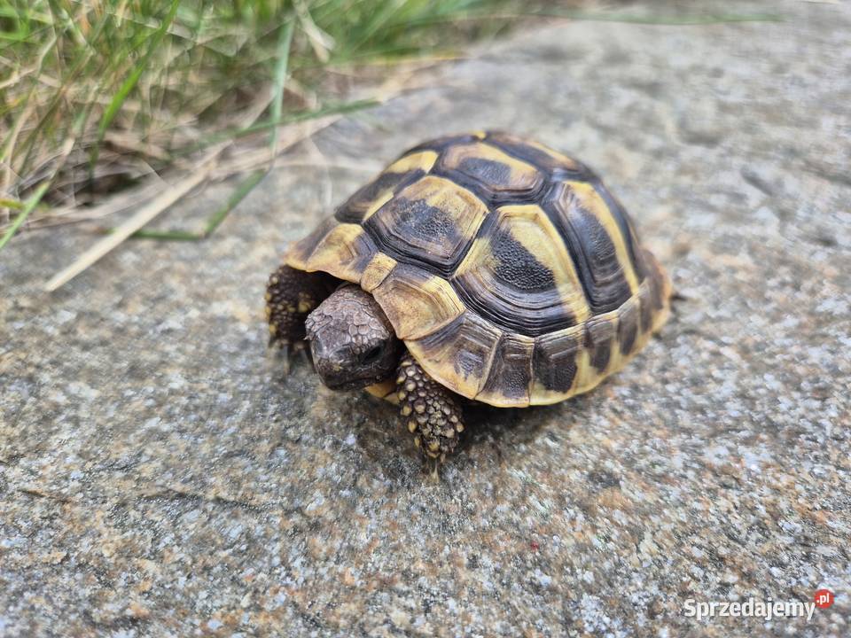 Żółwie greckie na sprzedaż Warszawa sprzedam