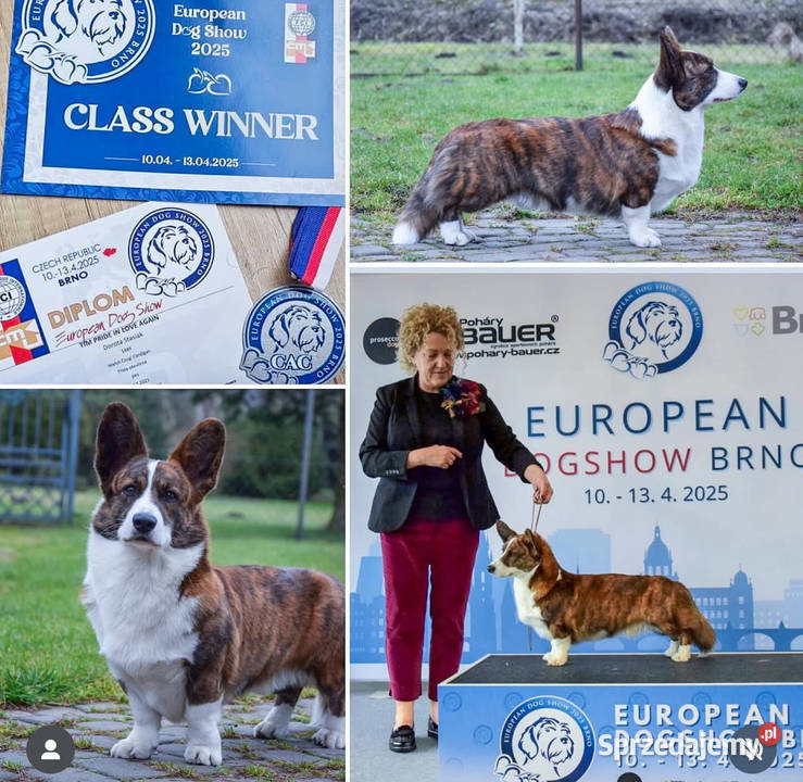 OREO FCI Welsh Corgi Cardigan Championachdomowa sprzedam