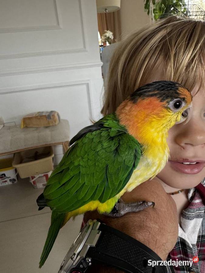 Barwinka Białobrzucha Ptaki Kobiernice