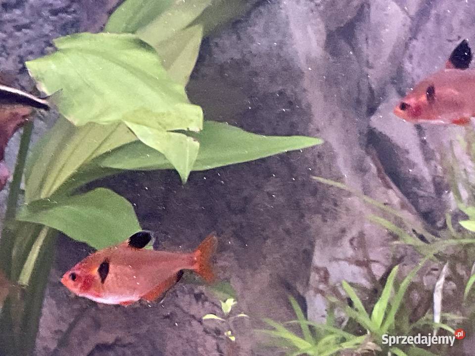 Sprzedam rybki 8 sztuk 30 Sosnowiec