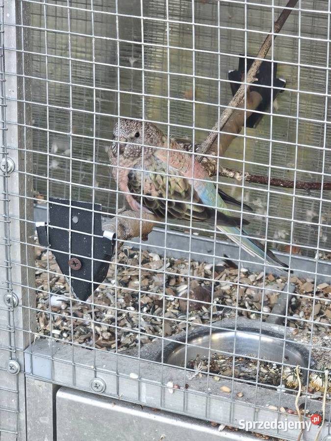 Wolieraklatka 3 pary papug