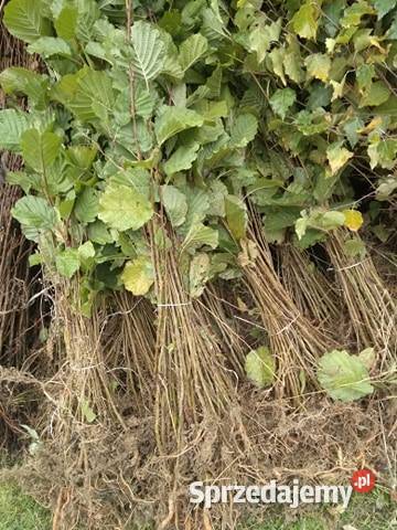 Sadzonki buka Buk pospolity na zalesienia 3 Brzostek sprzedam