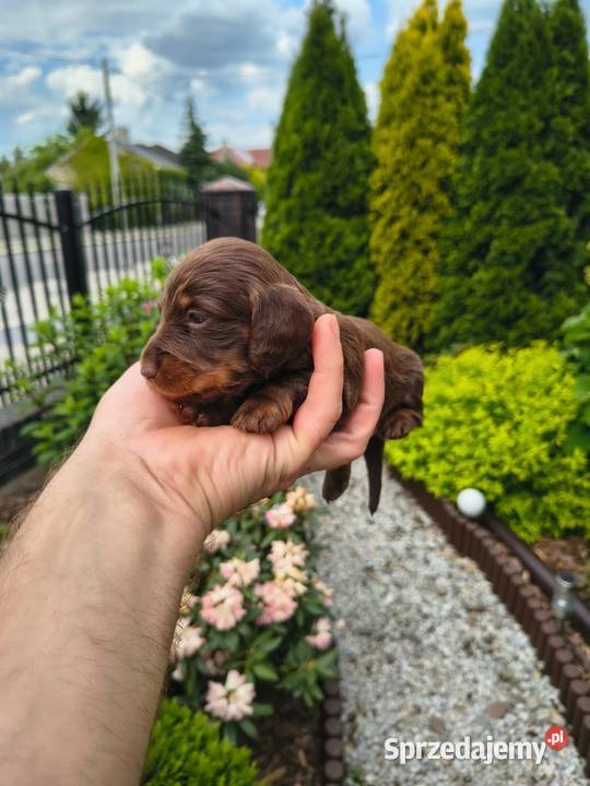 Jamnik długowłosy choco tan czekoladowy Duschand Żychlin