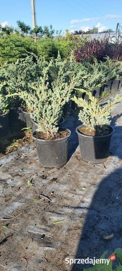 Sprzedam jałowiec Meyeri Iglaste Sompolno sprzedam