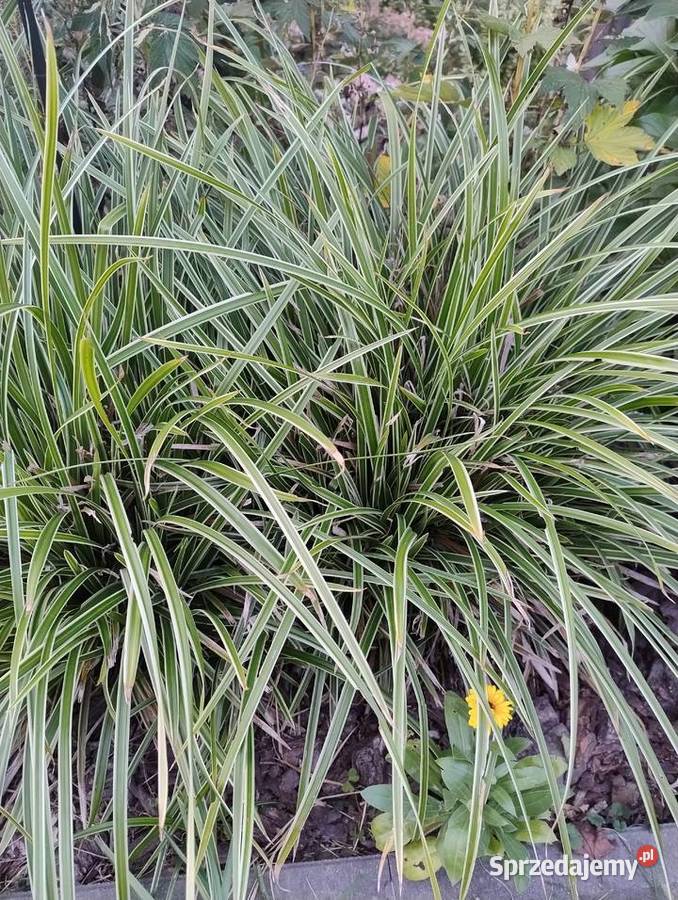 Rośliny do ogrodu z własnych nadwyżek