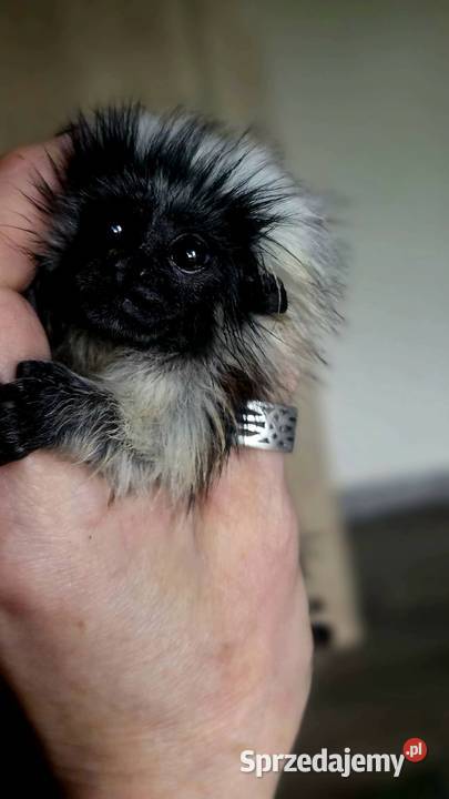 Tamaryna białoczuba Saguinus oedipus młode