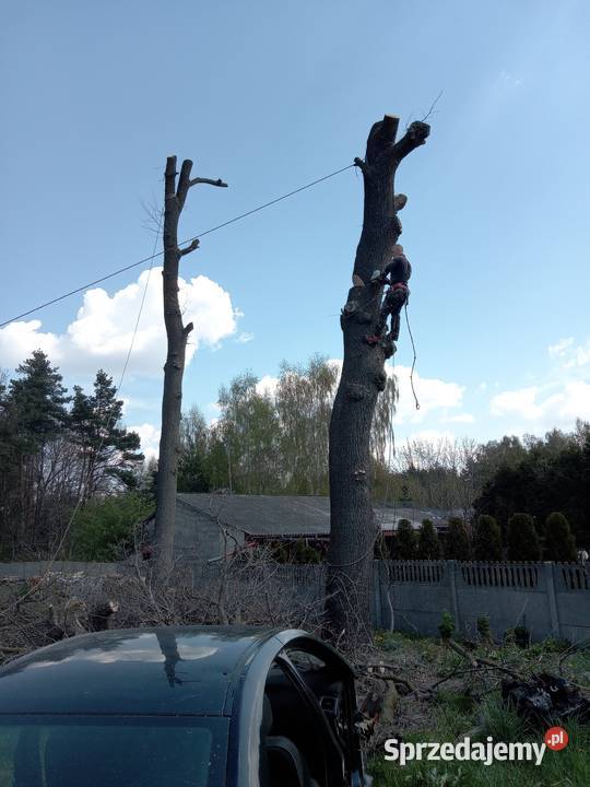 Alpinistyczna wycinka drzew Szydłowiec