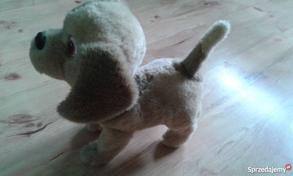 Piesek Bobby Jastrzębie-Zdrój