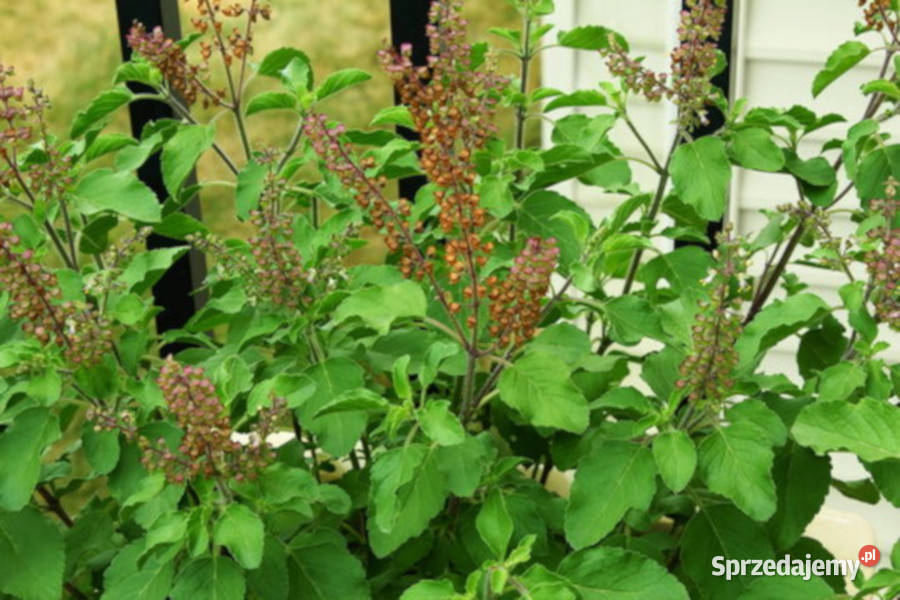 BAZYLIA ŚWIĘTA  Ocimum sanctum NASIONA 100g kujawsko-pomorskie sprzedam