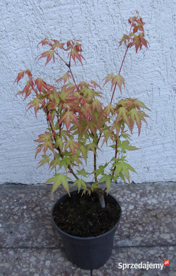KLON PALMOWY KATSURA sadzonki w doniczkach Ustronie