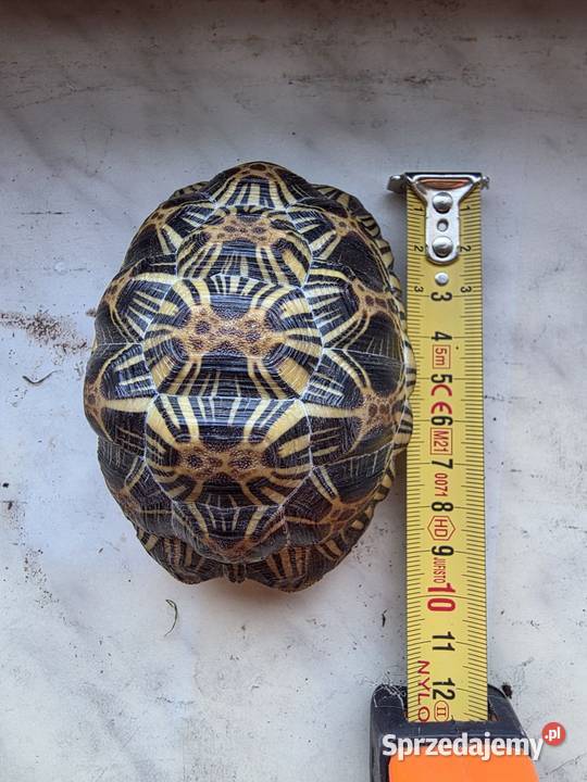 Żółw promienisty Astrochelys radiata Bielsko-Biała
