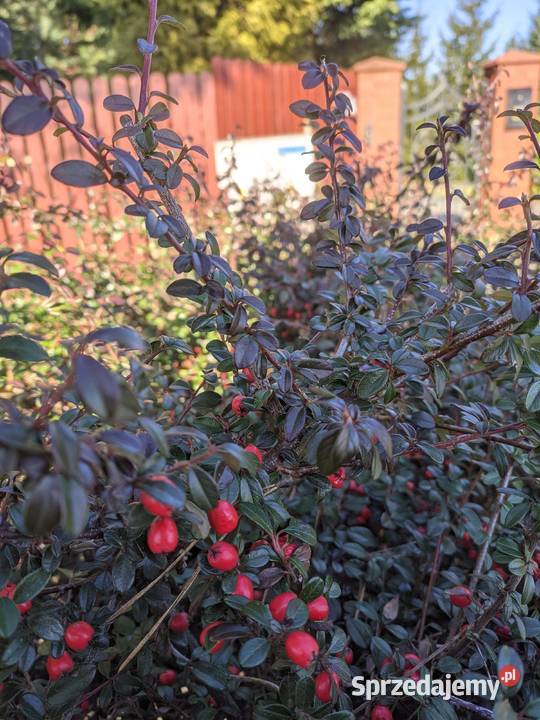 Irga Coral Beauty niski krzew duże sadzonki Lublin