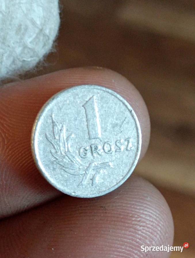 Sprzedam piaty 1 gr 1949 r bzm Chełm sprzedam