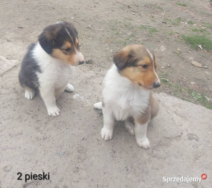 Owczarek szkocki collie Sobieska Wola Druga