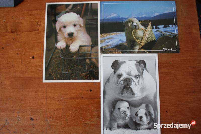 9 pocztówek z sympatycznymi pieskami mazowieckie Warszawa