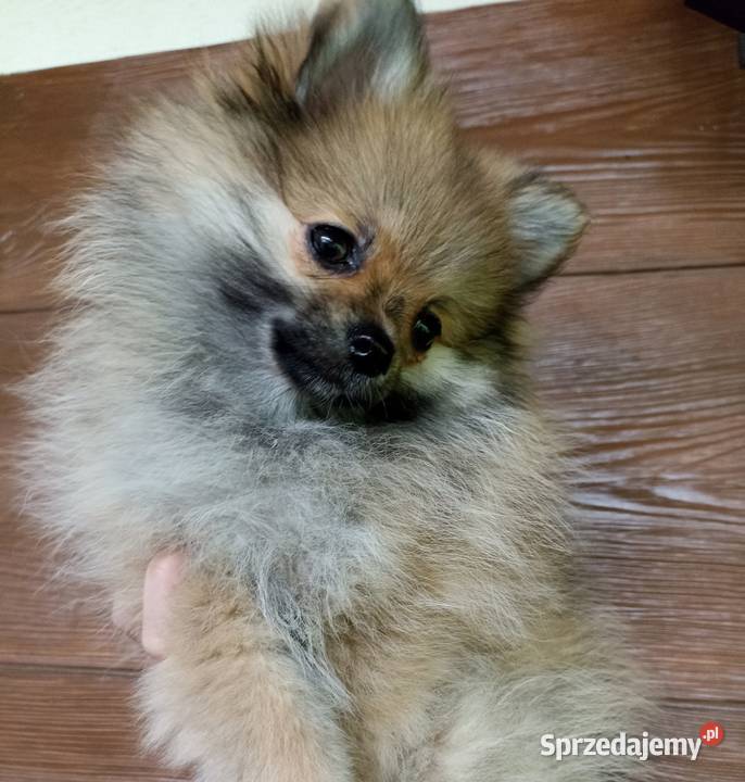 Sunia szpic miniaturowy pomeranian Orange sable Szpic miniaturowy Bełchatów