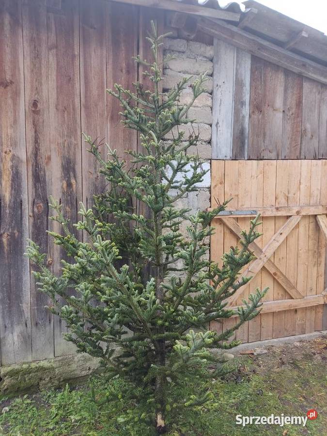 Choinki plecionezwykle naturalne jemioła stroiki Brody
