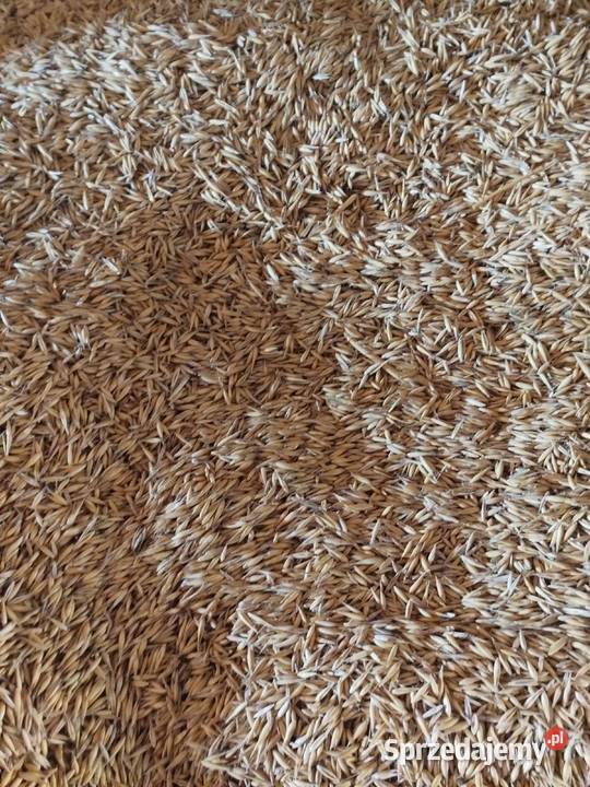 pszenica jęczmień owies Dąbrowa